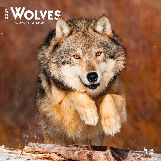 BrownTrout; Wolves | 2027 12 x 24 Inch (Hanging) Monthly Square Wall Calendar | Plastic-Free; Category:Wall Calendars; Image:1